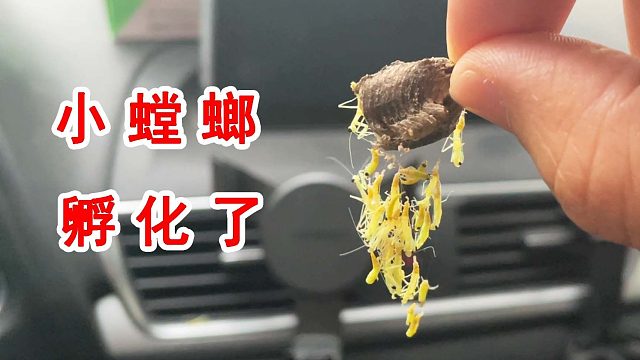 100只小螳螂意外孵化！霸占了我的车子！