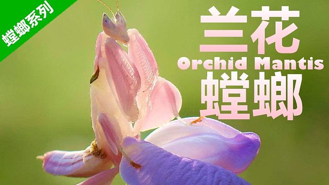 最美丽的宠物螳螂——兰花螳螂