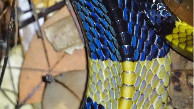 金银两环，个人混剪