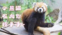 你好呀兩腳獸~