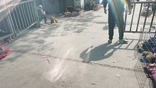 今天給老鐵抓個(gè)柯基