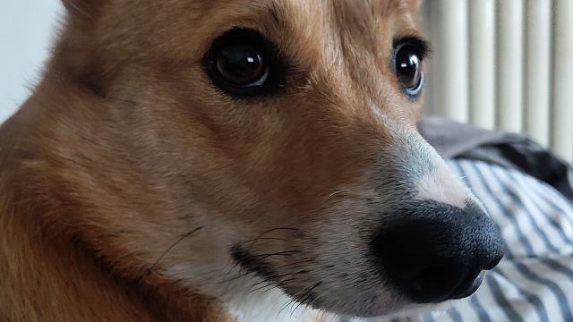 卧龙·帕瓦落地WX ·+5上+7