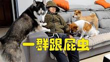 養(yǎng)狗以后想安靜一會(huì)太奢侈，狗狗們像狗皮膏藥一樣粘著你，崩潰了