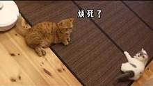 你能不能再懶點(diǎn)？？#曼基康矮腳 #短腿貓 #貓咪的迷惑行為 #矮腳貓 #萌寵