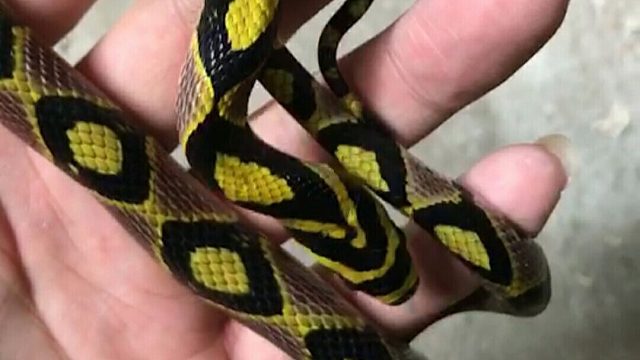 （五娘）宠物蛇辨别雌雄