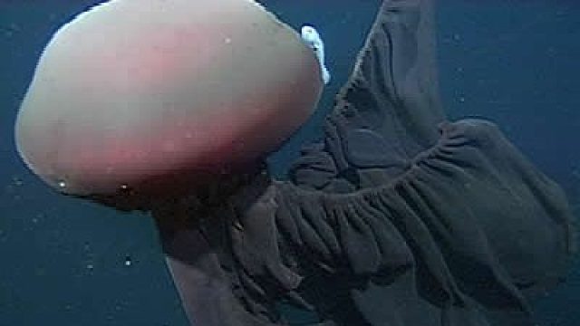 【恐怖之美】近距离观察冥河水母
