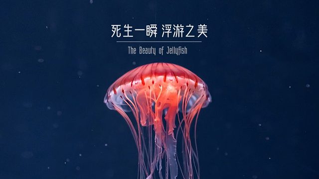 【水母混剪】死生一瞬，浮游之美