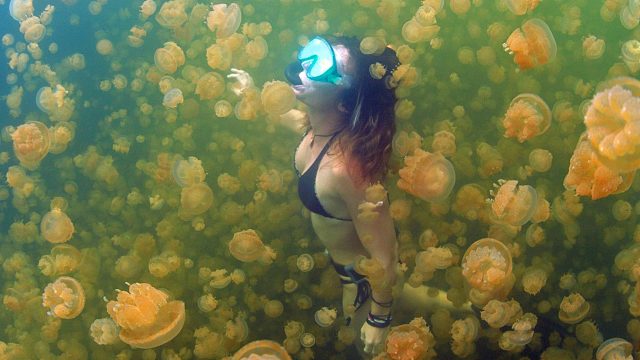 全世界仅有的两个无毒水母湖，一个水里有剧毒，水母数量锐减已关闭，另一个景美人少如世外桃源