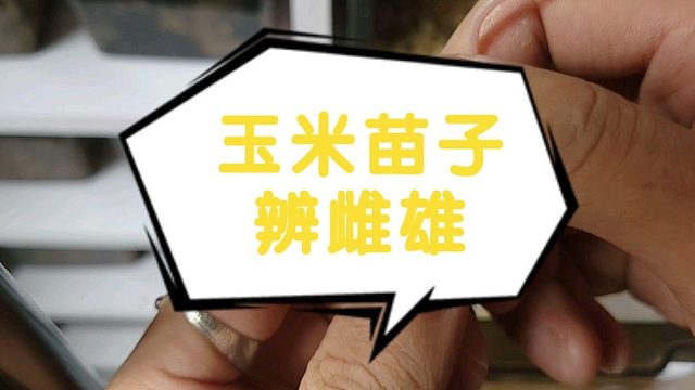 玉米蛇苗子分辨雌雄