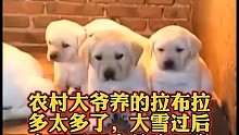 大爷家的拉布拉多