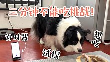 翻車or成功？讓邊牧參加三分鐘不能吃挑戰(zhàn)結(jié)果究竟如何？！