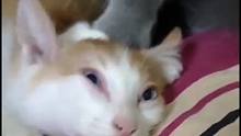 大膽！快放開我們橘座