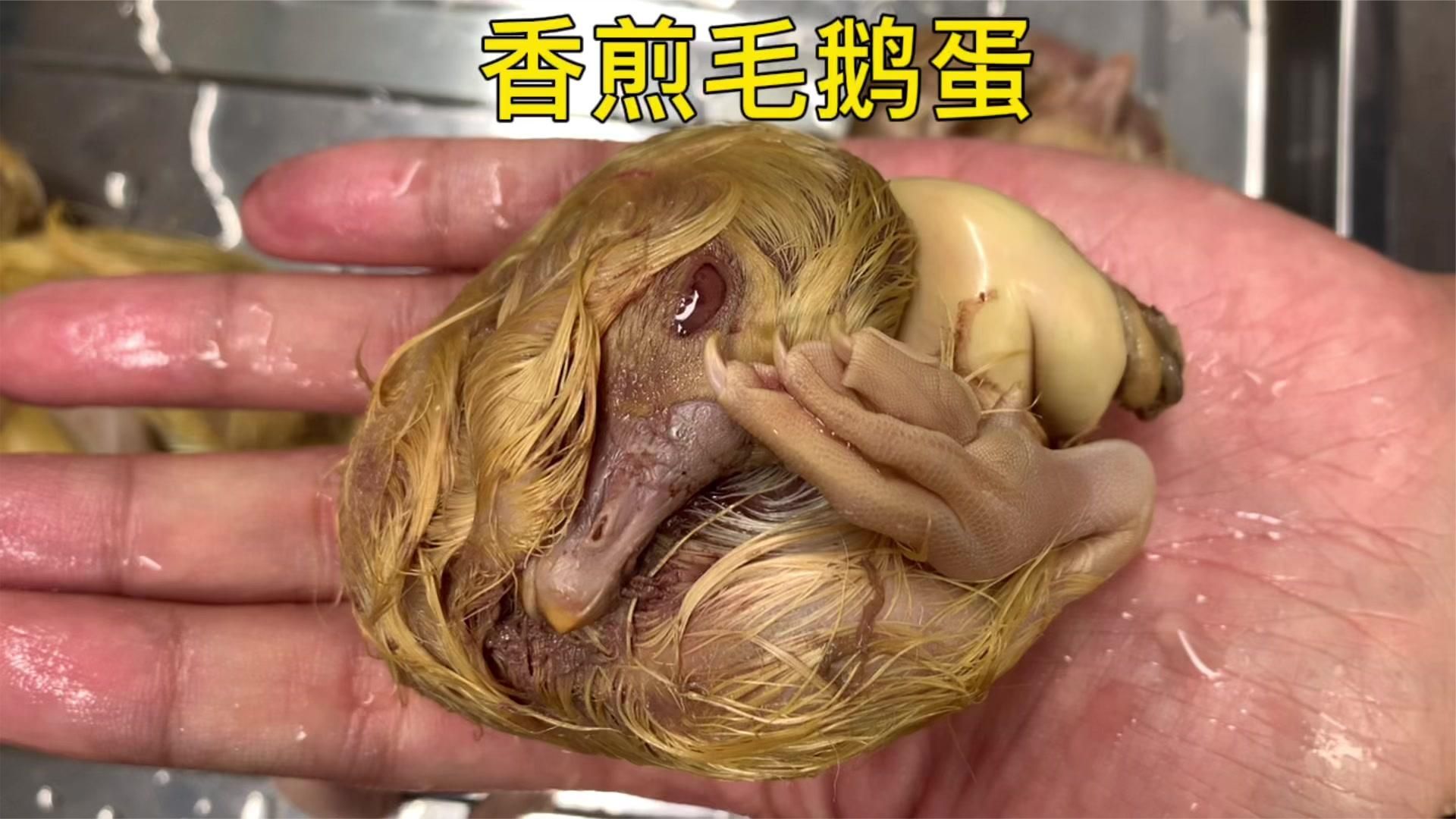 毛鸡蛋吃过了，今天安排毛鹅蛋，大小也是只鹅啊！