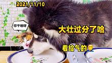鏟屎官終于找到了大壯的伴侶！小貓咪嚇壞了！大壯你太過(guò)分了吧！