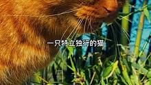 這是一只上過(guò)大學(xué)的貓。#居然被一只貓帥到了 #喵星人 #治愈貓咪