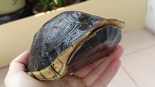 养了9年的黄缘盒龟闭壳后越看越像鼠标，非常神奇的物种