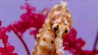 动物世界看不到的画面—海马吃医生虾