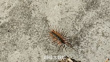 大蜈蚣