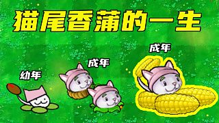 植物大战僵尸：猫尾香蒲的一生，传承玉米加农炮的绝技！