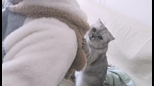 猫咪踩背