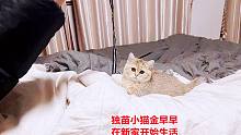 備受喜愛的網(wǎng)紅早產(chǎn)獨(dú)苗小貓金早早，已飛到江蘇常州新家開始生活