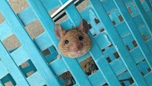 耗子：一言不合就卡住頭的生物……