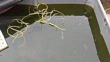 楼顶养鱼用养鱼的水来浇菜如何？学习种菜.户外-【君子固穷】不是君子哥本人吧