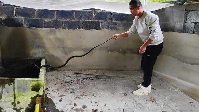 突然伸出头，吓得心惊胆战！7天没回养殖场，又引来2米长不速之客