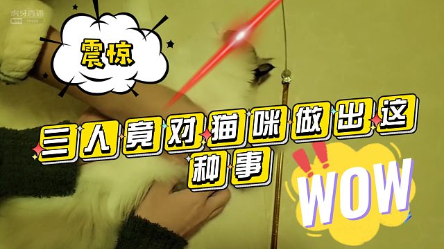 三人竟对猫咪做出这种事