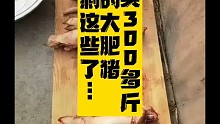 今天三头300多斤
自己养的大肥猪
猪肉