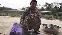 这几天建烤房辛苦了，胖哥搞一道狠菜犒劳大家，一般人吃不到