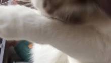 黑球洗臉