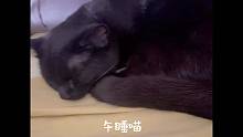午睡喵