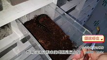 蜈蚣喂食，大紅龍想出逃！【爬寵閣】