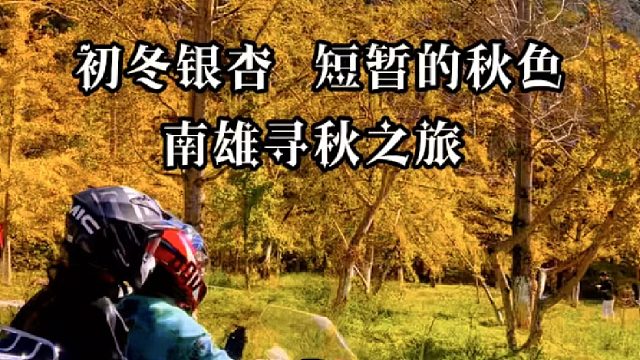 初冬银杏，短暂秋色，南雄寻秋之旅