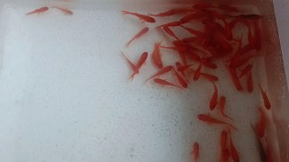 網(wǎng)購魚苗開箱驗貨，太不靠譜了.賣鯽魚魚苗.我愛貓皇...868067