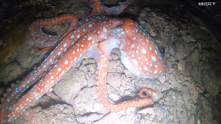 退潮后珊瑚礁里的宝贝就是多，有八爪鱼海盗蟹，还有可爱的猪崽螺