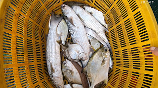 阿平出海捕鱼抓了不少海鲜，有梭子蟹和金鲳鱼，还有漂亮的兰花蟹