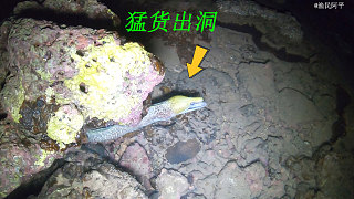 阿平赶海抓到了凶猛的海鳗鱼，之后还抓了两种不同颜色的海参