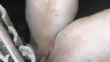 大胃王猪哥