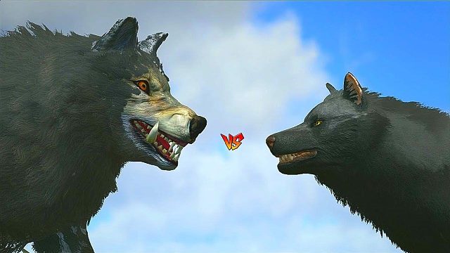 方舟恐龙对战：野狼vs狼斯宾诺！谁才是长途跋涉王者！