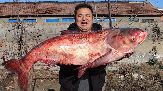 728元买条45斤重的大花鲢，做一道“剁椒鱼头”，口感好软糯