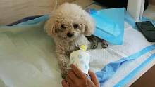 宠物急救第二集#抢救狗狗#抢救泰迪#宠物急救六岁泰迪休克抢救一小时以后…