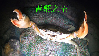退潮后阿平赶海抓到一只大青蟹，之后还抓了石头鱼和蜘蛛螺