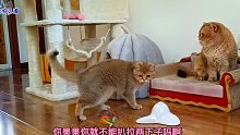 呆萌貓爸帶著貓女兒玩游戲，怪異的動(dòng)作太滑稽，主人忍不住大笑