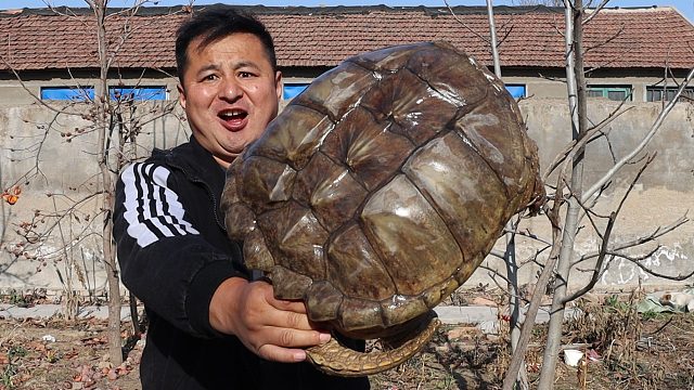 980买只30斤重的大鳄龟，做个“压鳄龟”，Q弹中带着鲜美的味道