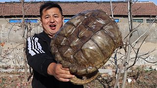 980买只30斤重的大鳄龟，做个“压鳄龟”，Q弹中带着鲜美的味道