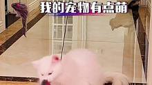 這門簾不錯(cuò)！就是有點(diǎn)費(fèi)貓！