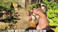 我太小看你了，騙了我?guī)资畻l面包蟲