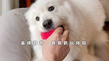 弟弟可以陪軟糖玩球啦，小狗的日常運(yùn)動量提升起來，非常快樂了